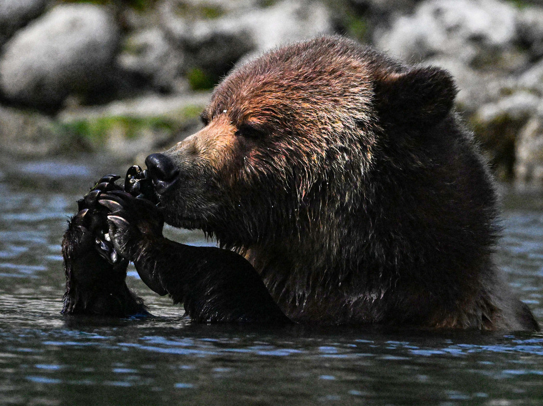 Tide Rip Grizzly Tours-Telegraph Cove必去景点