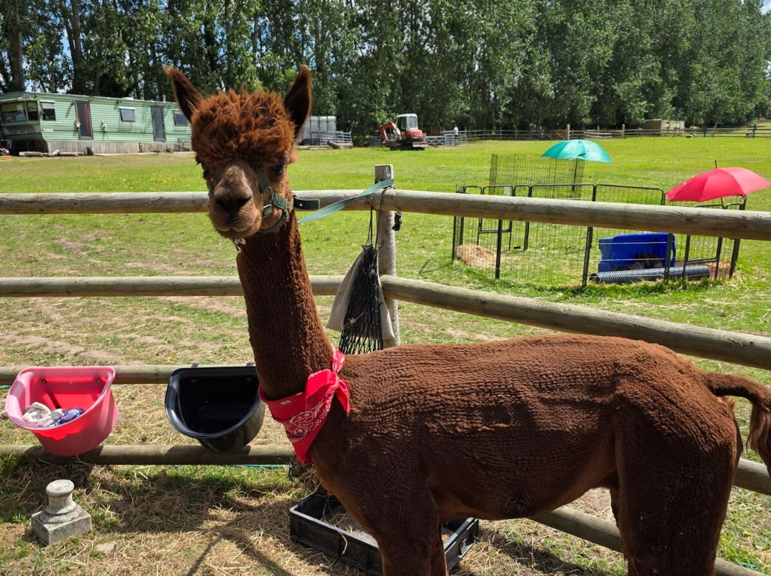 Woodlands Alpaca Farm-沃灵顿必去景点
