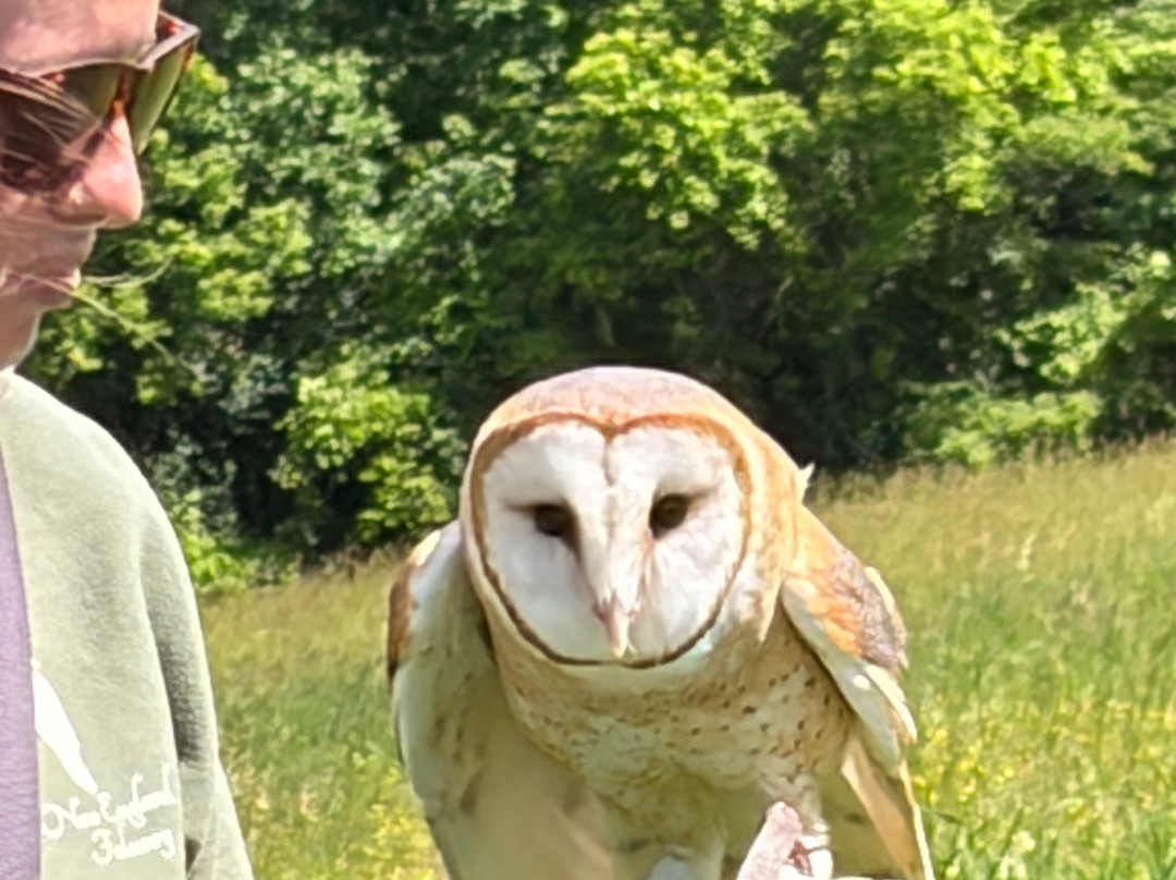 New England Falconry-伍德斯托克必去景点