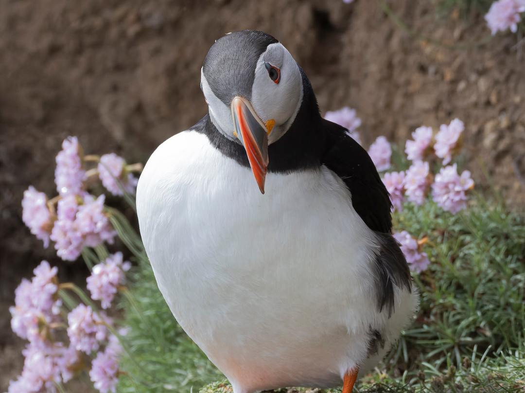 Shetland Nature-Unst必去景点