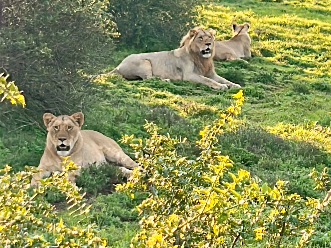 Schotia Safaris Private Game Reserve-伊丽莎白港必去景点