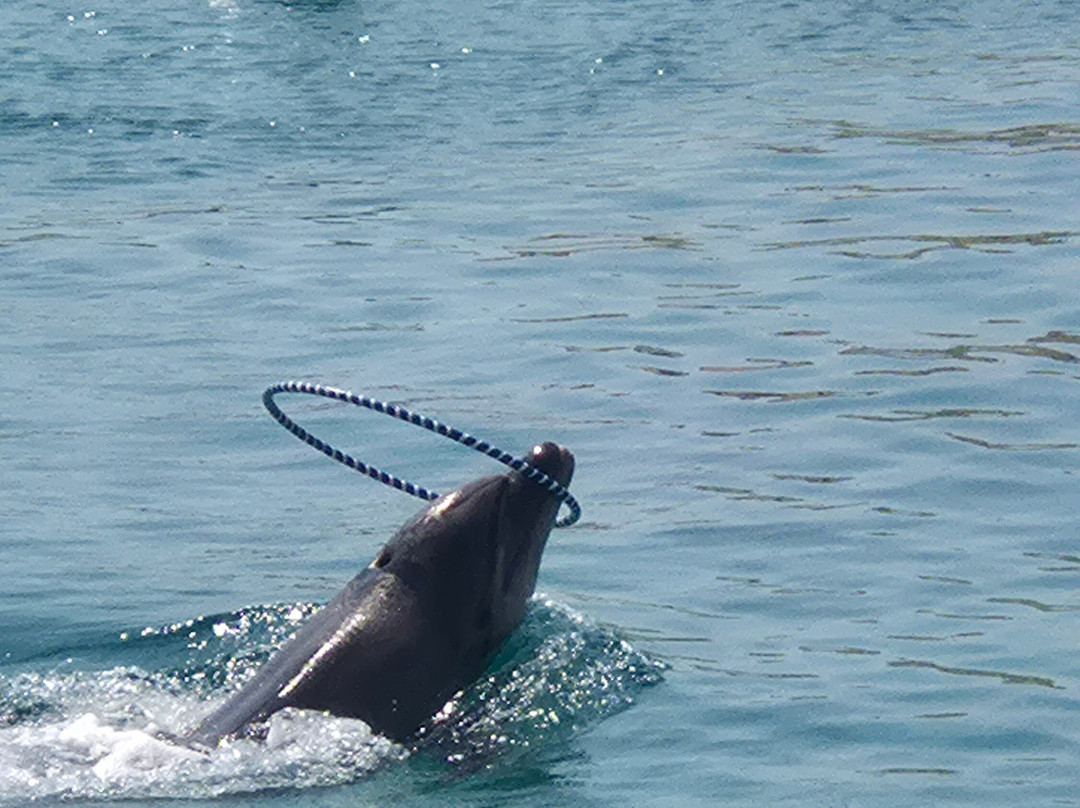 Sealanya Dolphinpark Seapark-蒂尔克莱尔必去景点