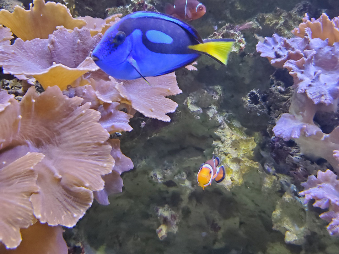 Aquarium de Vendée-Talmont Saint Hilaire必去景点