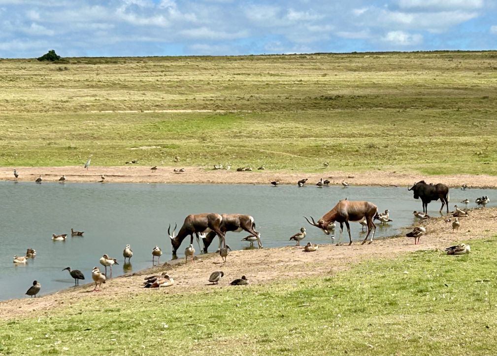 Lalibela Wildlife Reserve Mark's Camp Family Lodge-旅行者