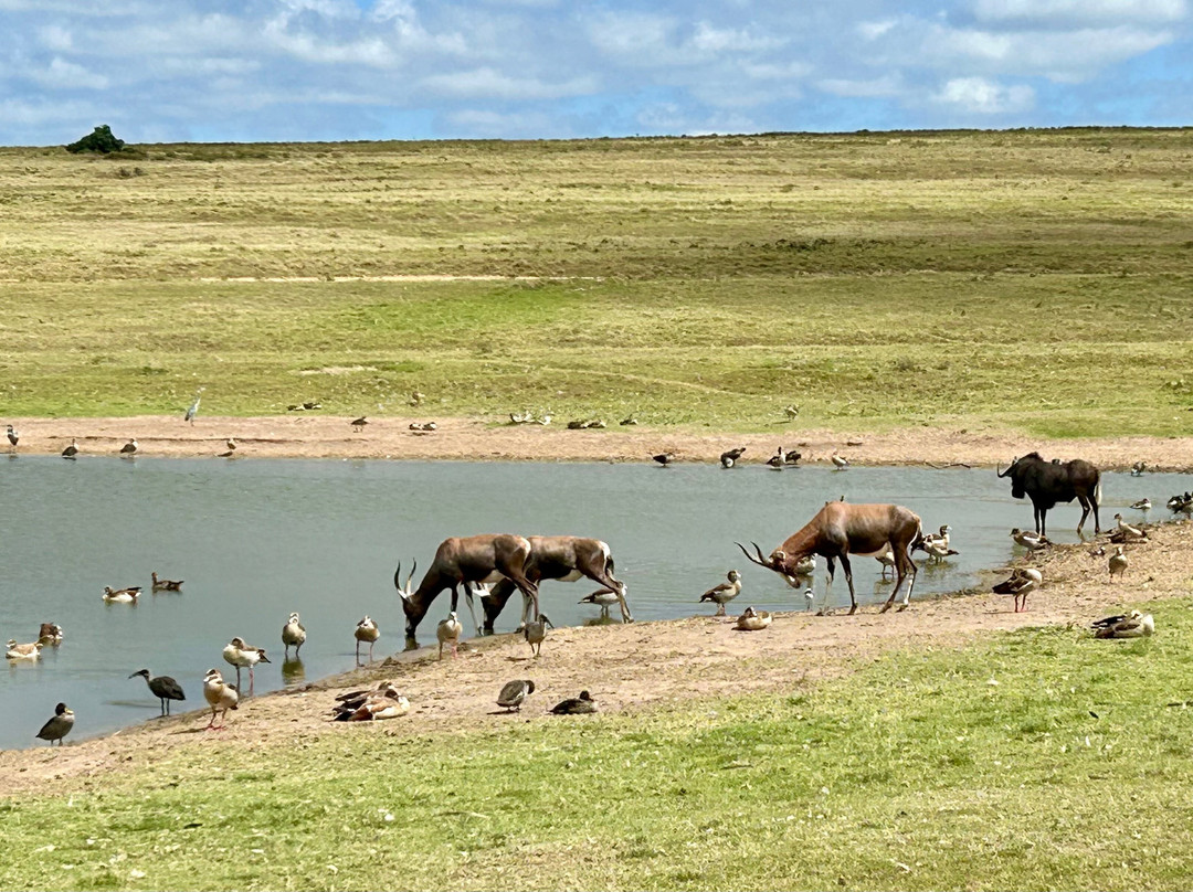 Lalibela Wildlife Reserve Mark's Camp Family Lodge主图