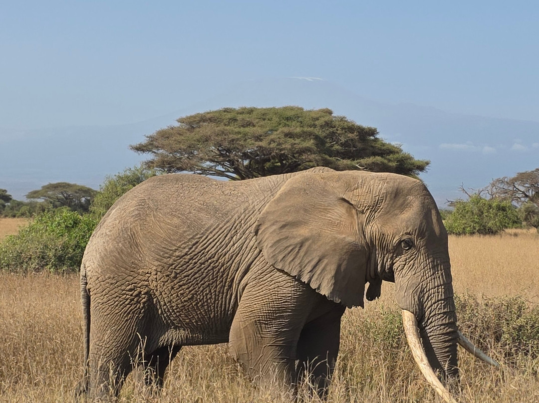 Amboseli National Park-Amboseli Eco-system必去景点