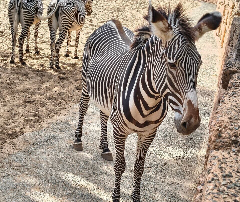 Zoo de La Palmyre-La Palmyre-Les Mathes必去景点