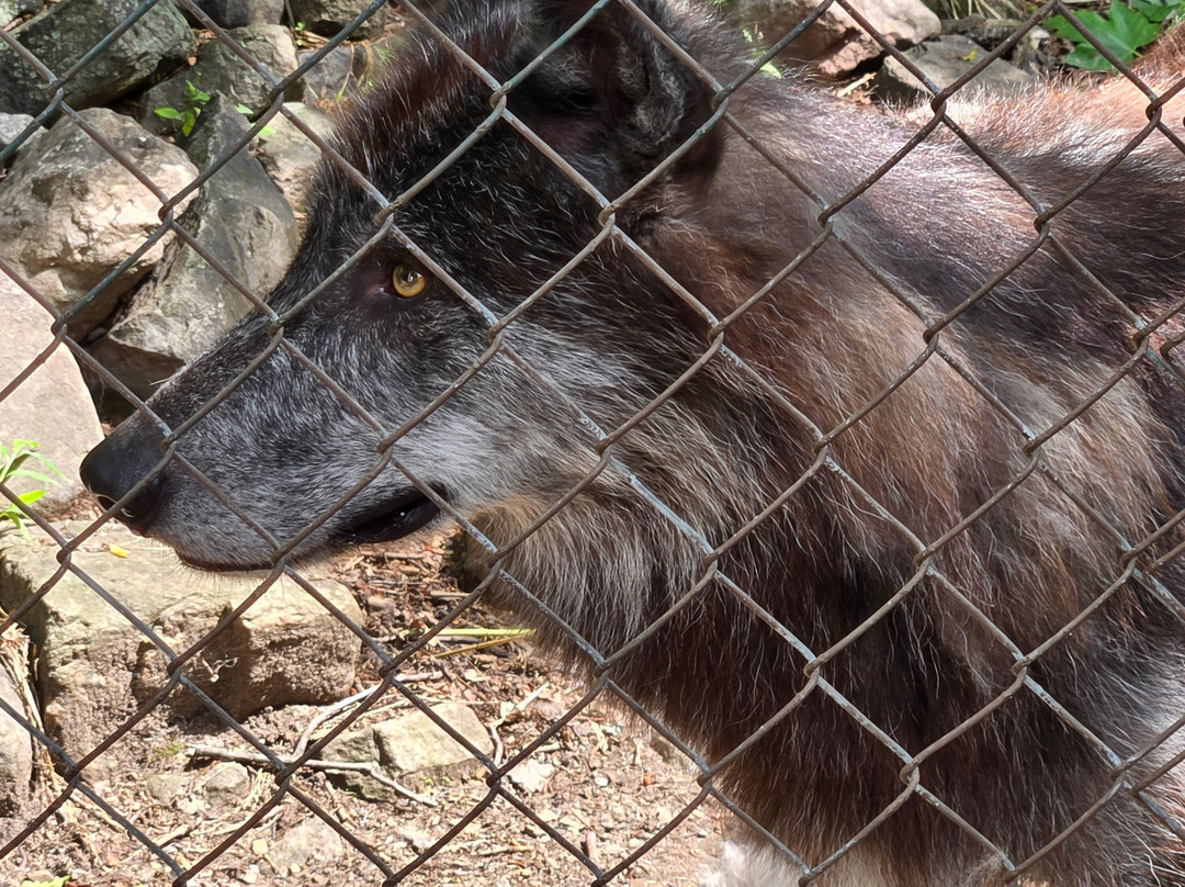 Lakota Wolf Preserve-Columbia必去景点