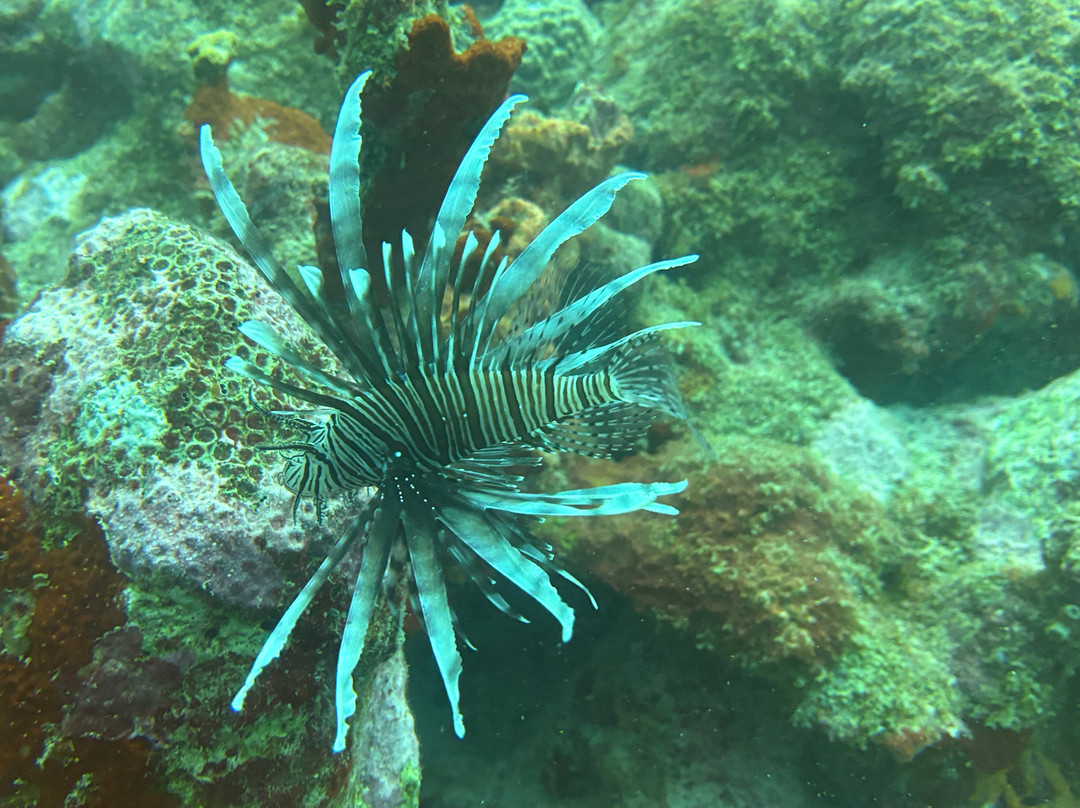JADS Dive Center-San Nicolas必去景点