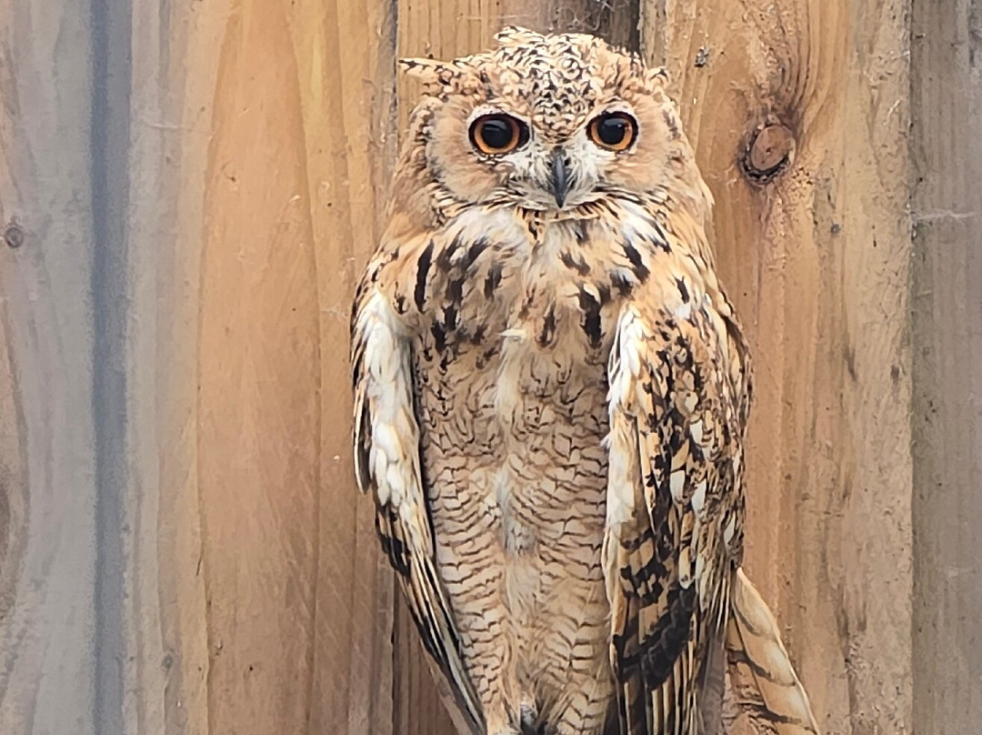 Scottish Owl Centre-Whitburn必去景点