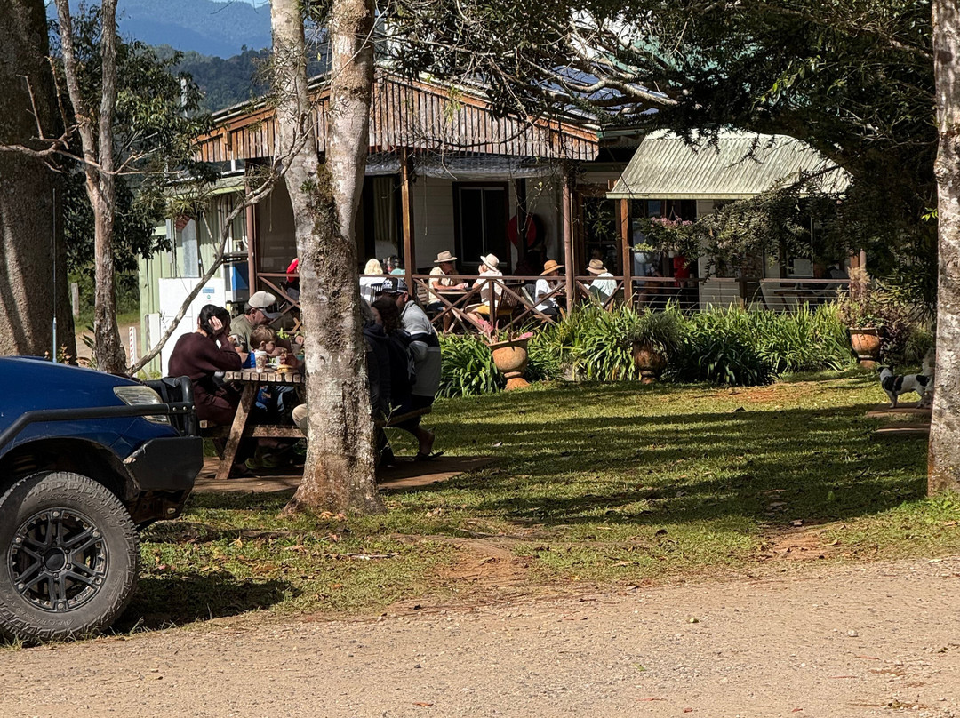 Mungalli Creek Dairy Farm-Millaa Millaa必去景点
