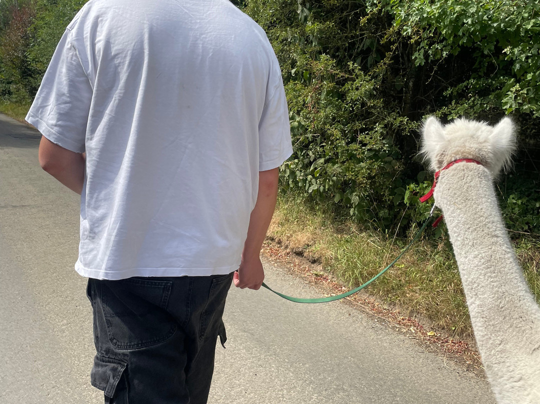 Cotswold Alpacas-切尔滕纳姆必去景点