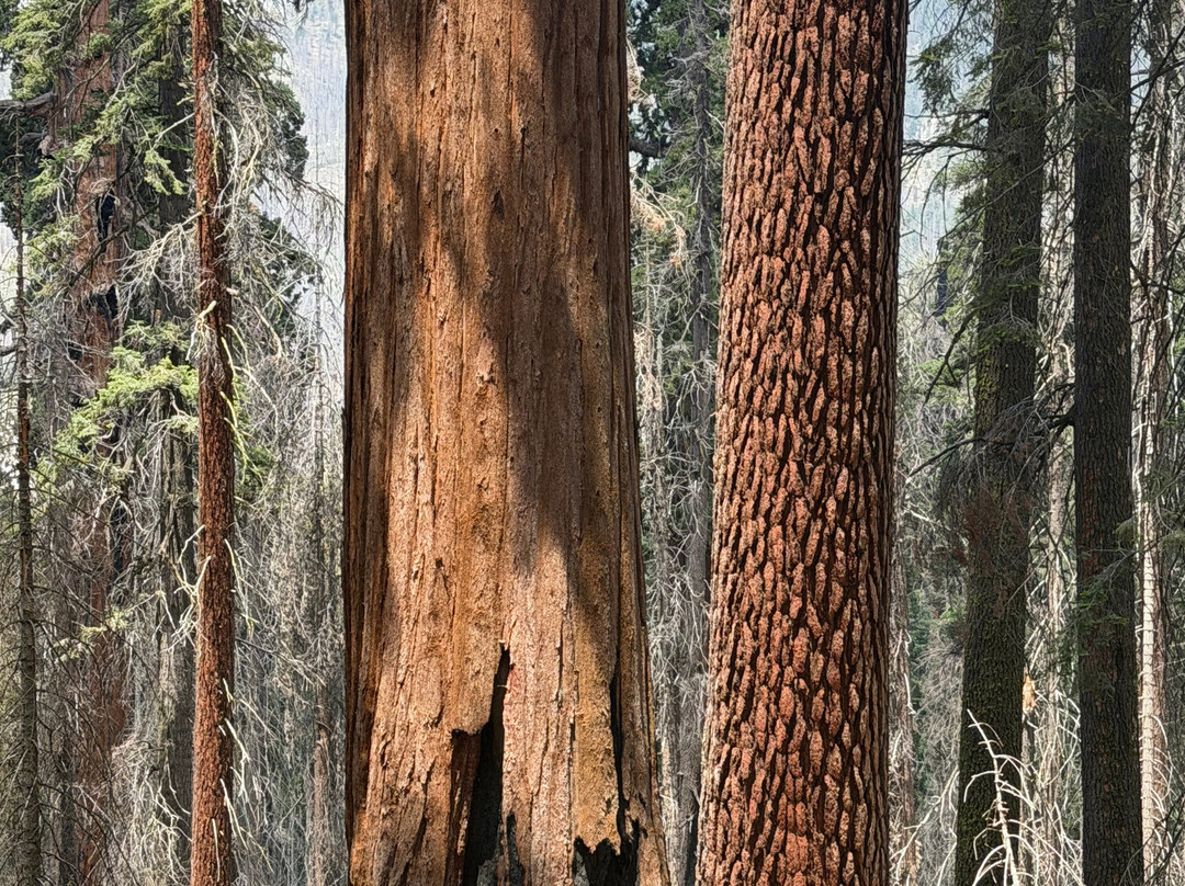 Sequoia National Park-维塞利亚必去景点