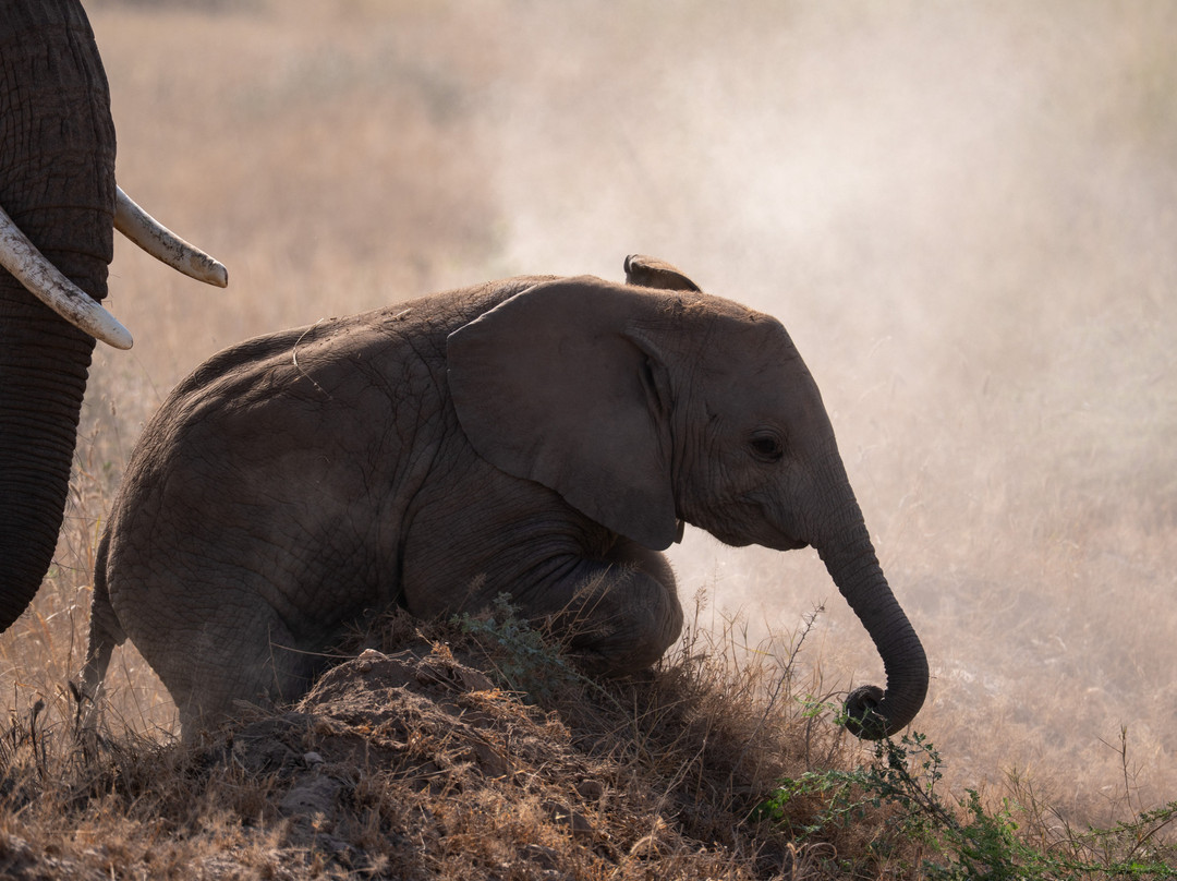 Rockland Kenya Safaris-蒙巴萨必去景点