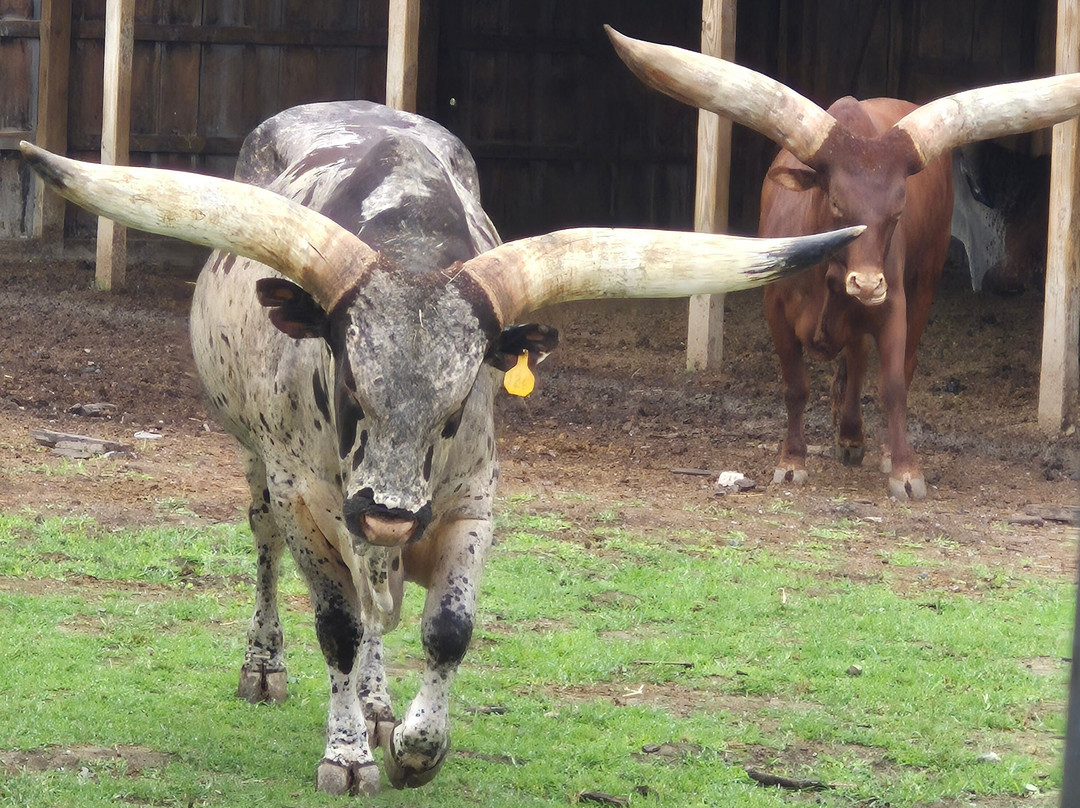 The Wild Animal Park-Chittenango必去景点