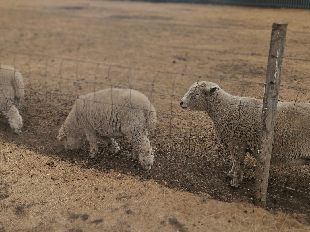 Willow Tree Family Farm-Shirebrook必去景点