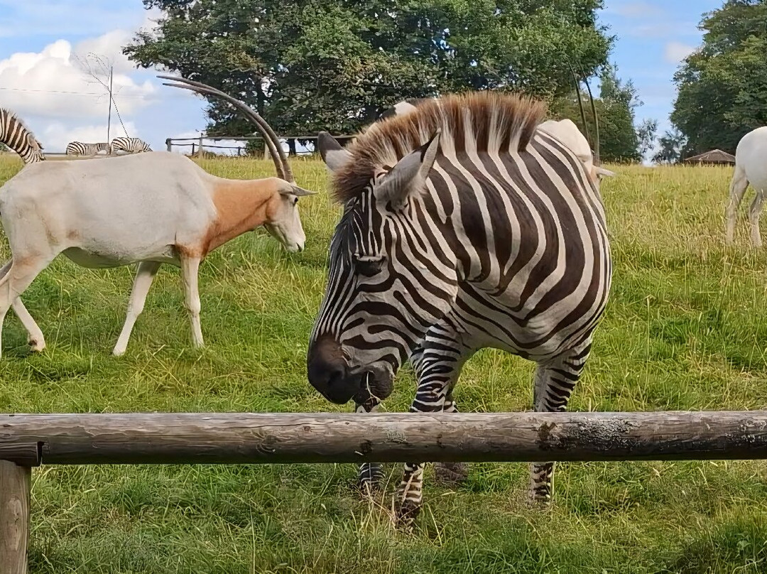 Fota Wildlife Park-Carrigtwohill必去景点