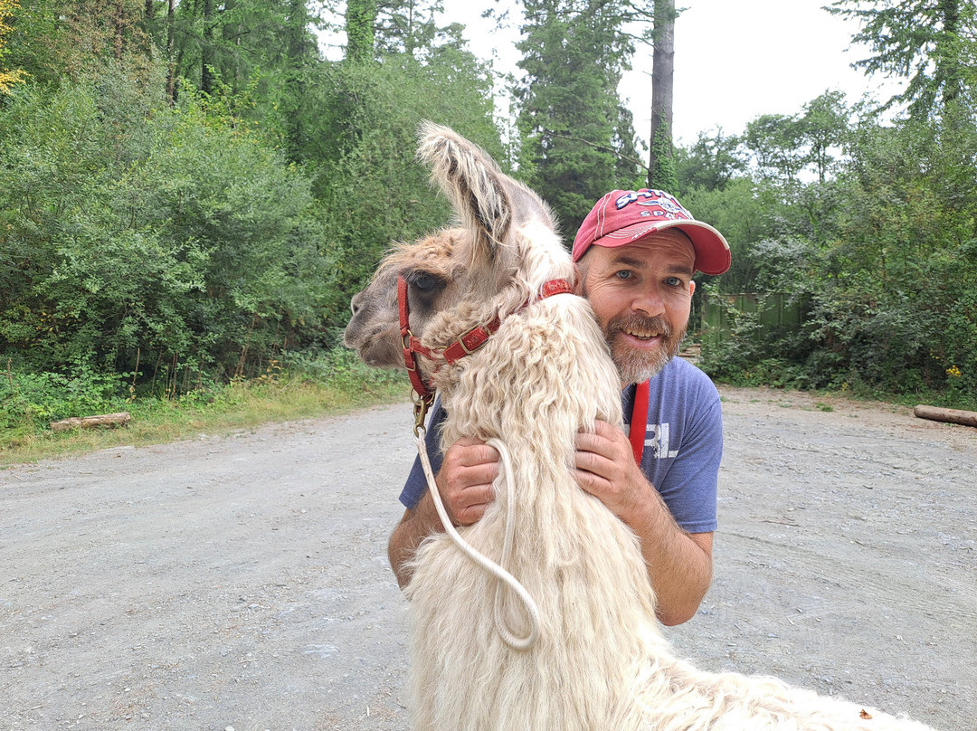 Pembrokeshire Llama Sanctuary-Llandissilio必去景点