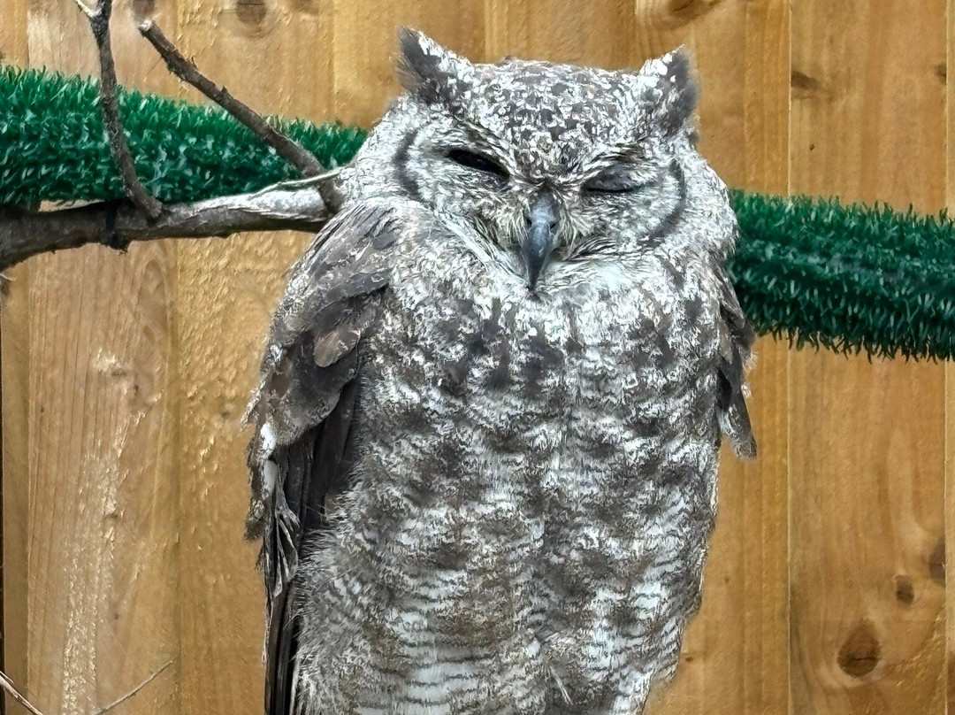 Gentleshaw Birds of Prey and Wildlife Centre-斯塔福德必去景点