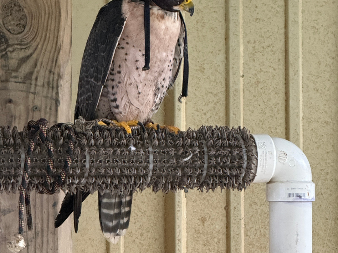 The Greenbrier Falconry-White Sulphur Springs必去景点