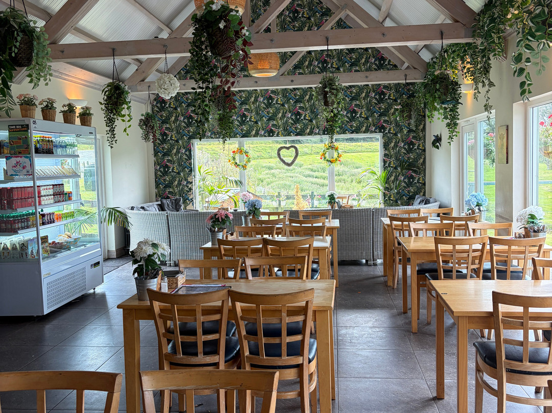 Dizzy Duck Cafe