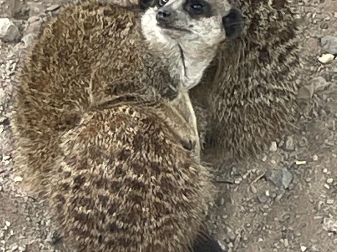 Greenacres Animal Park-Deeside必去景点