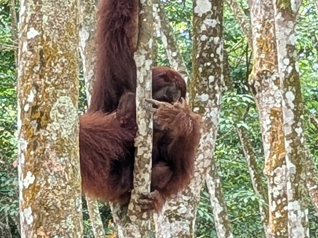 Wild Sumatra Adventure-Bohorok必去景点