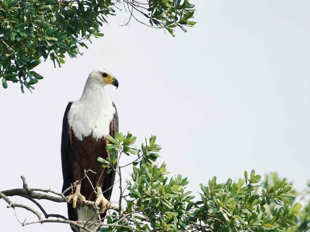 Irembo Africa Safaris Ltd-坎帕拉必去景点