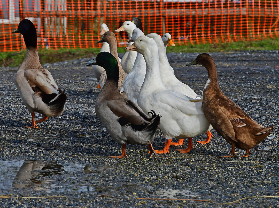 Murtagh's Organic Farm-Mullingar必去景点