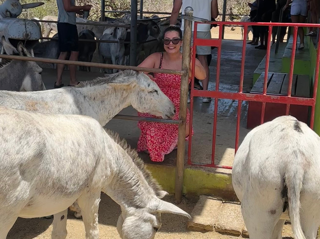 Donkey Sanctuary Aruba-Santa Cruz必去景点