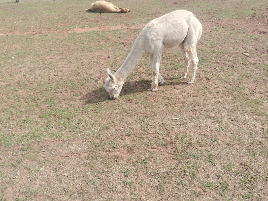 Doniford Farm Park-Watchet必去景点