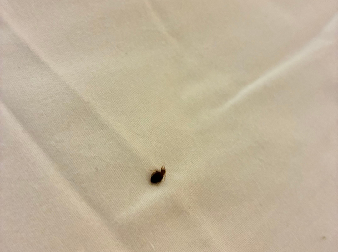 皇家维多利亚酒店主图