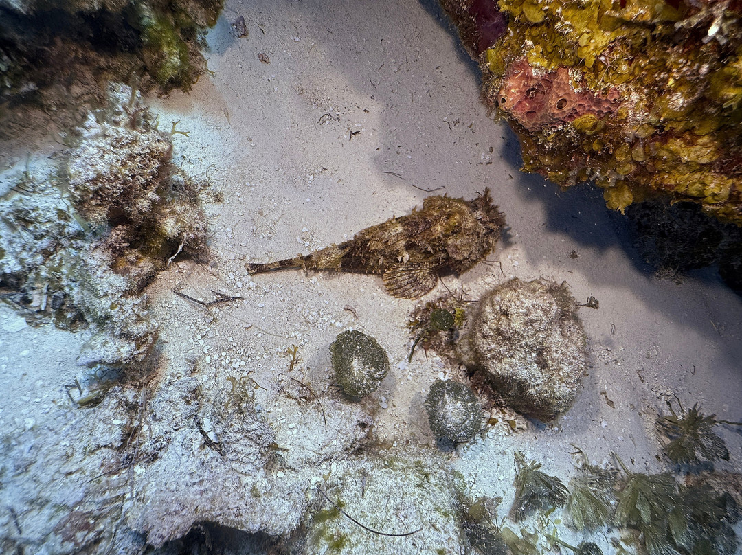 Scuba Life Cozumel-San Miguel de Cozumel必去景点
