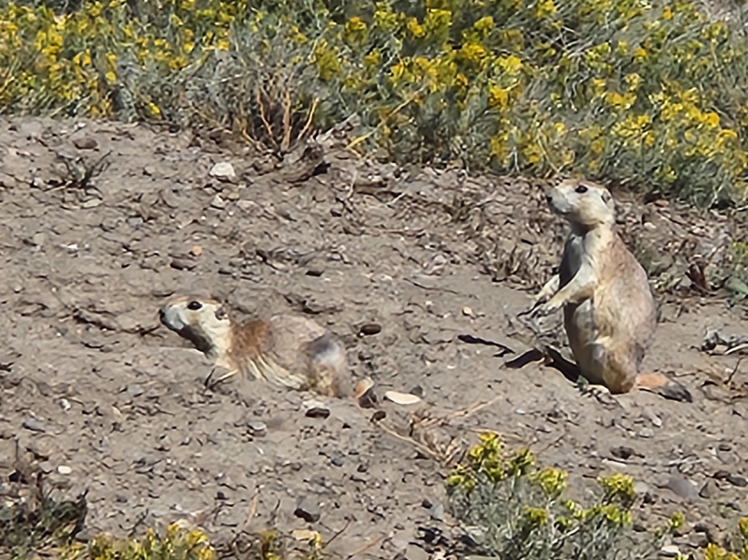 Greycliff Prairie Dog Town State Park-Greycliff必去景点