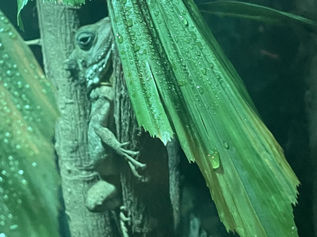 Wildlife Habitat Port Douglas-道格拉斯港必去景点