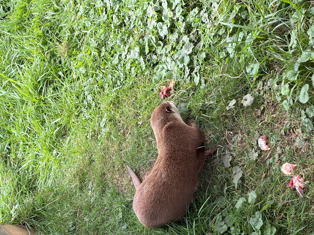 Bridlington Animal Park-布里德灵顿必去景点