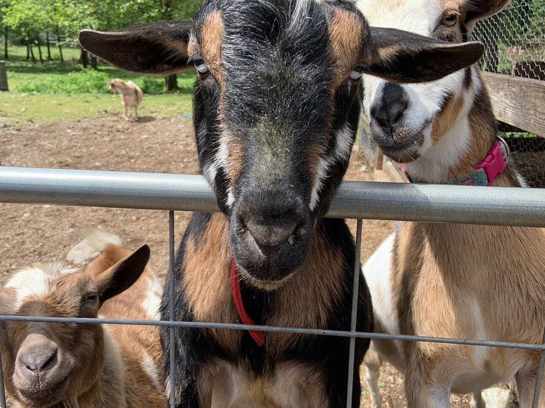 Washington State Fair-皮阿拉普必去景点