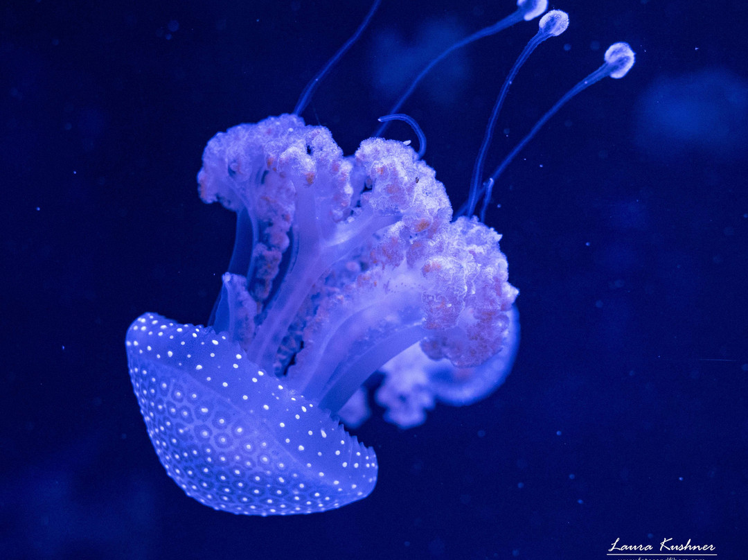 Jellyfish Museum-庞帕诺比奇必去景点