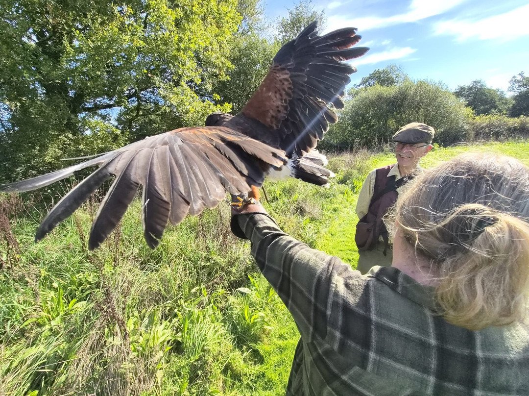 North Devon Hawk Walks-South Molton必去景点