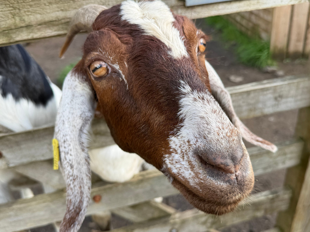 The Meadows Wildlife Park