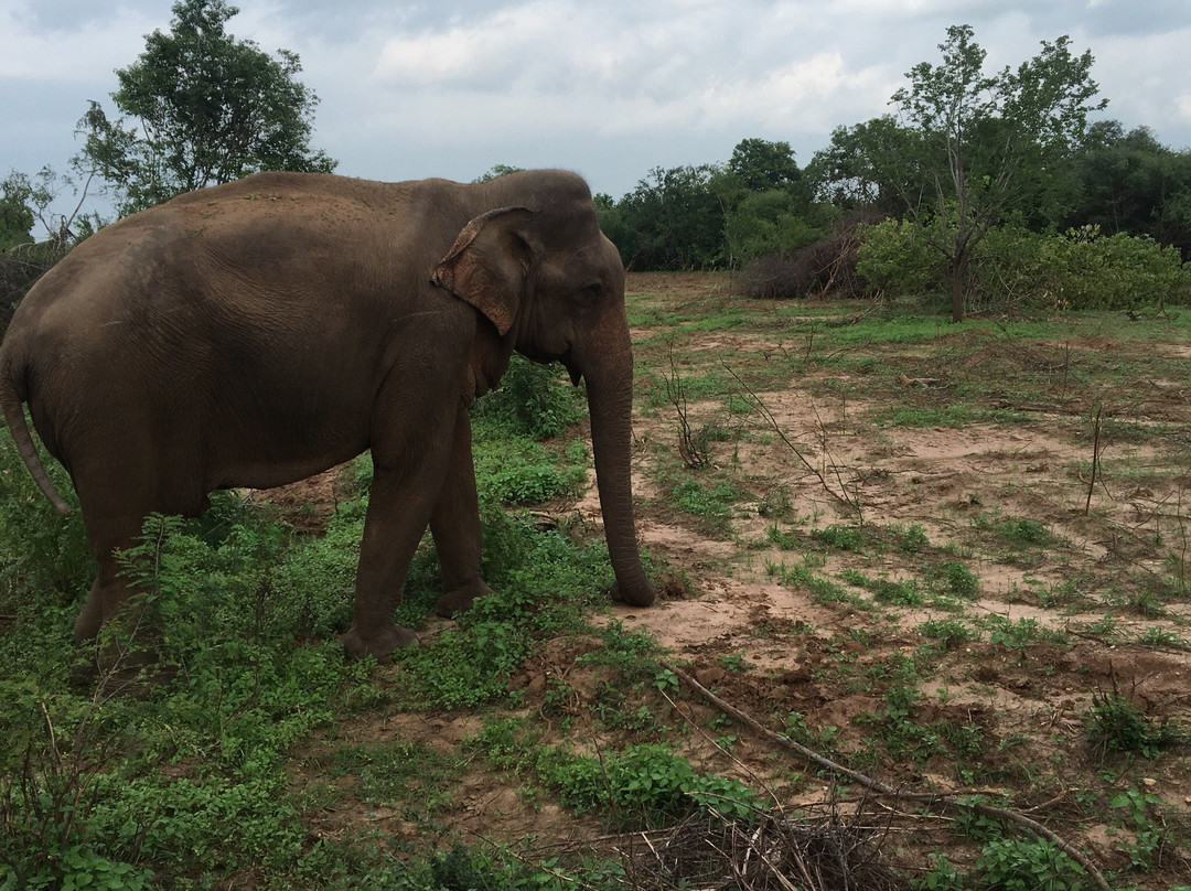 GreenWood Udawalawa Safari Resort主图