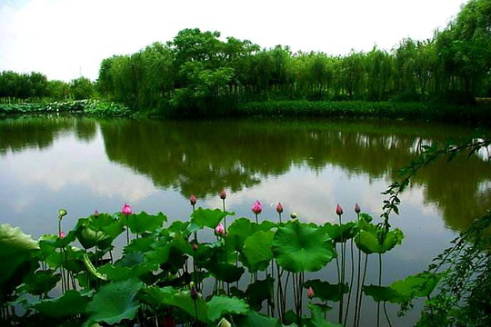 金银湖湿地公园-武汉市必去景点