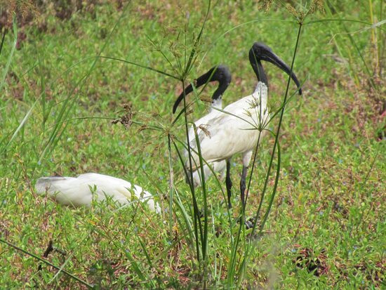 Chitrangudi Bird Sanctuary景点图片