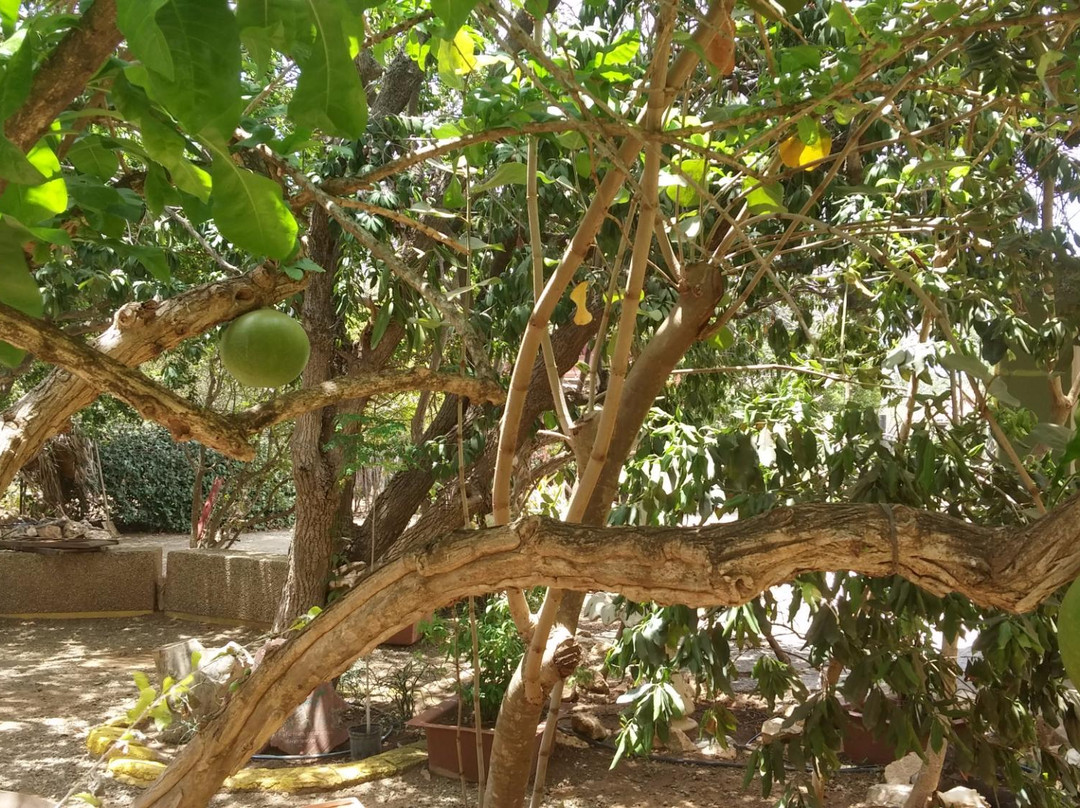 Den Paradera - Dinah's Botanic & Historic Garden-库拉索必去景点