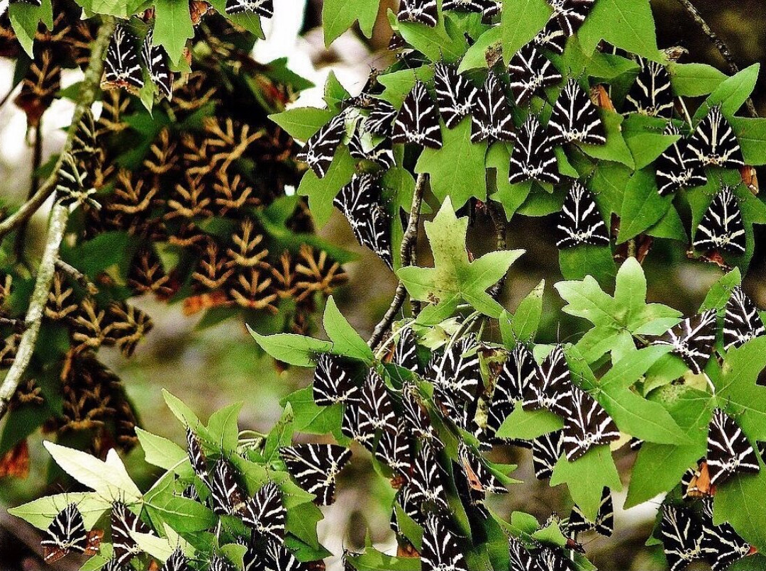 Kamari旅游景点-Butterflies Nature Reserve