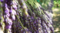 Lavanda di Maremma景点图片