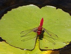 Montagu Nature Garden-蒙提古必去景点