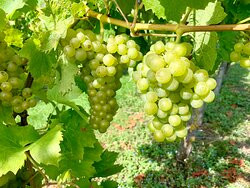 Shawsgate Vineyard-Framlingham必去景点