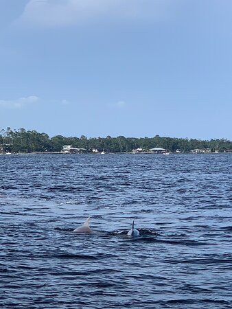Orange Beach Private Family Dolphin Tours & Boating Safaris景点图片
