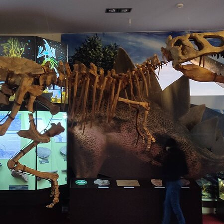 Vyatka Museum of Paleontology-基洛夫必去景点